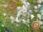 Preview: Wollgras - Eriophorum angustifolium